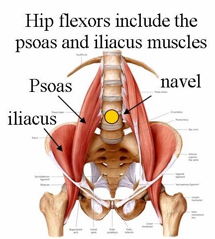 Bahagian hip flexor | Gambar : Drlenlopez.com