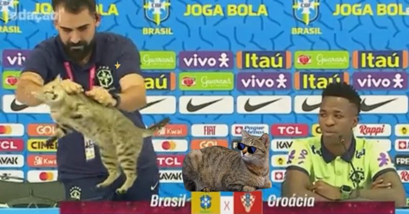 brazil kucing